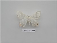 藏品(尺蛾332)的圖片